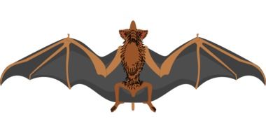 scary Bat as a drawing