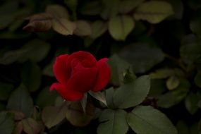 charming red rose on the bush