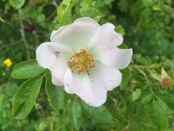 white flower on a rosehip bush