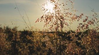 the sun behind the autumn trees