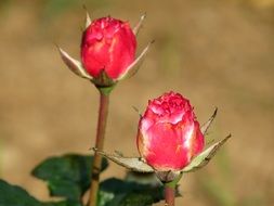 Closed roses in a garden