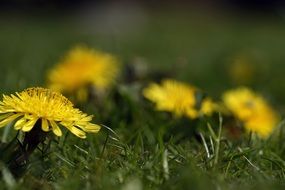 color Dandelion Flower