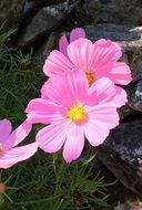 artificial pink flowers on the ground