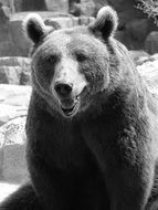 Happy brown bear