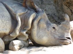 gray rhino lies on the sand in the wild