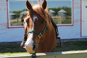 Sled brown horse in the corral at the ranch