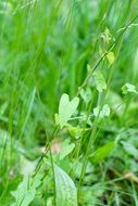 green plant with leaves in heart shape