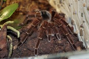 creepy tarantula spider