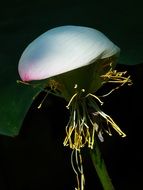 Lotus Faded Flower