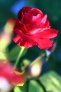 pink rose in the garden on a blurred background