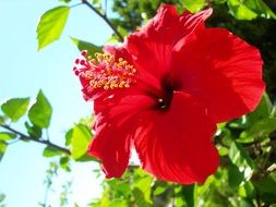 Red Beautiful flower