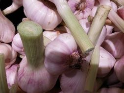 fresh pink Garlic heads