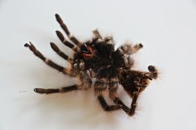 tarantula is a big spider
