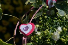 Heart Love Plant