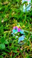 soap bubble on the grass