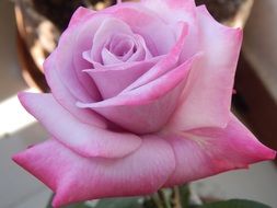 romantic pink rose