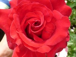 strikingly beautiful red Rose