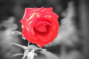 red rose in black and white background