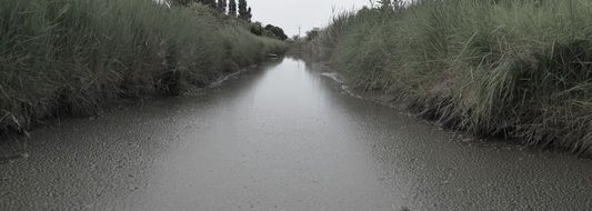 River Reeds Mud