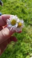 strikingly beautiful small Daisies