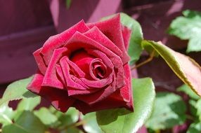 velvet red garden rose