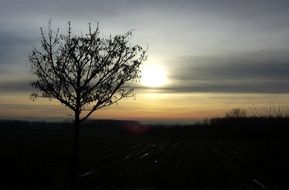 Single tree at the background of the sunset