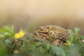 big toad in the swamp grass