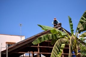 green palm tree on a farm