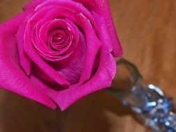 pink rose in a vase