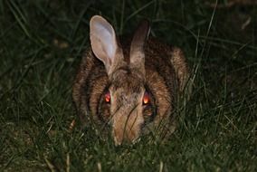Rabbit with red eyes on grass in darkness