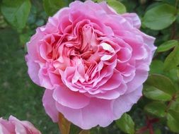 lush pink rose on a bush close-up