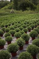 young trees in the hotbed