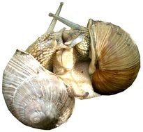 Snail kisses