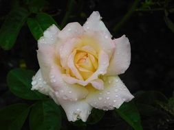 garden rose in the drops of morning dew