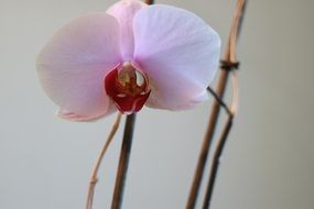 Flower Orchid