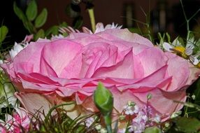 pink rose in the bouquet