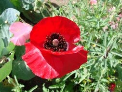 red poppy on a green field
