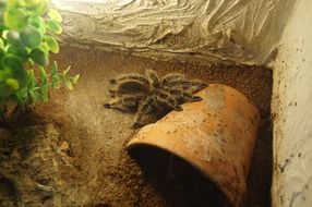 tarantula spider in terrarium