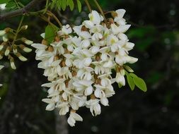 white flowers on a tree branch close-up