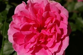 wallpaper with pink garden rose