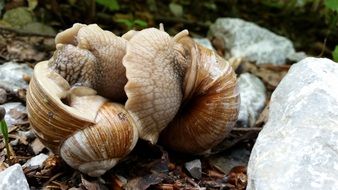 mating of snails in wildlife