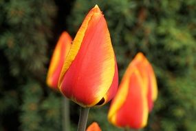 closed yellow tulip buds