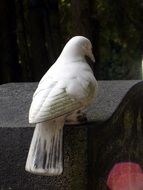 sad pigeon on a tombstone