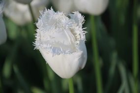 white tulip close up