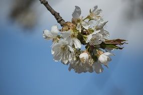 white flowers on a thin branch in spring