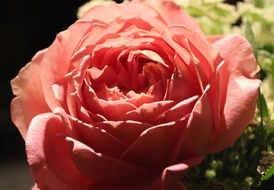 garden lush rose close-up