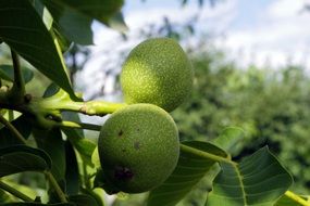 walnut fruit