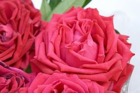 romantic Red Roses close up