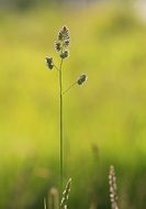 reed on the blurred background