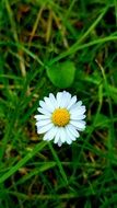 Daisy White cute flower